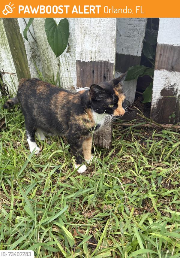 Found/Stray Female Cat last seen Back yard of neighbor, Orlando, FL 32837