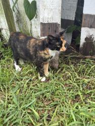 Found/Stray Female Cat last seen Back yard of neighbor, Orlando, FL 32837