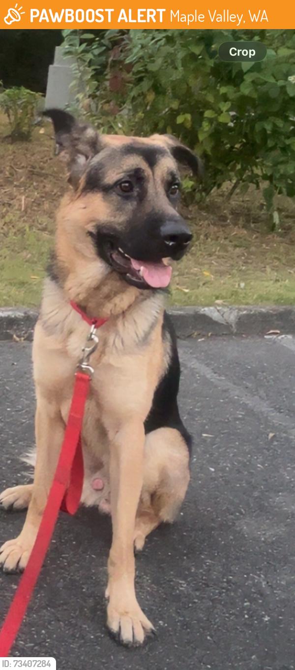 Found/Stray Male Dog last seen Maple valley wa, Maple Valley, WA 98038