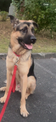 Found/Stray Male Dog last seen Maple valley wa, Maple Valley, WA 98038