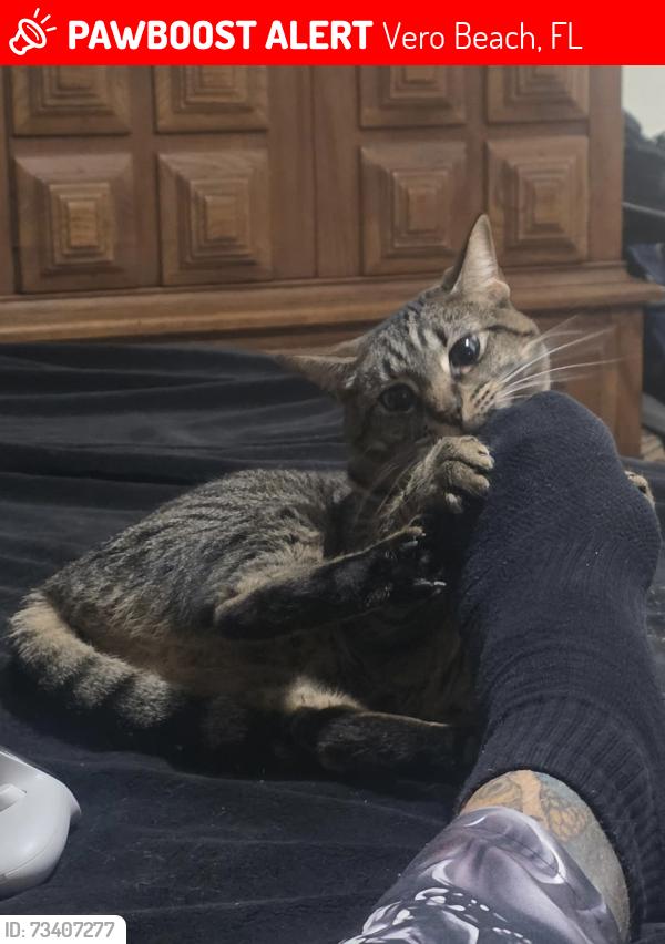 Lost Female Cat last seen 36th Ave and 12th St, Vero Beach, FL 32960
