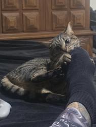 Lost Female Cat last seen 36th Ave and 12th St, Vero Beach, FL 32960