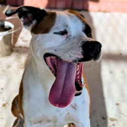 Shelter Stray Female Dog last seen Near, 5001 E Raymond St, Indianapolis, IN 46203, USA