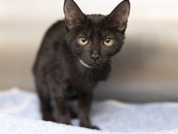 Shelter Stray Female Cat last seen 36TH AVE & MYRTLE, 5501 E Van Buren St, Phoenix, AZ 85008, USA