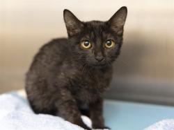 Shelter Stray Female Cat last seen 36TH AVE & MYRTLE, 5501 E Van Buren St, Phoenix, AZ 85008, USA