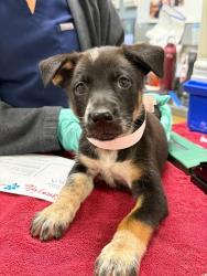 Shelter Stray Female Dog last seen Near BLOCK ALDER ST, PERRIS CA 92570, 6851 Van Buren Boulevard, Jurupa Valley, CA 92509, USA