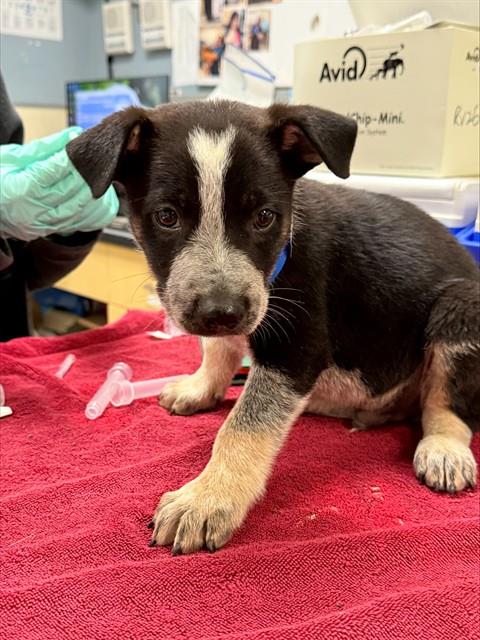 Shelter Stray Male Dog last seen Near BLOCK ALDER ST, PERRIS CA 92570, 6851 Van Buren Boulevard, Jurupa Valley, CA 92509, USA