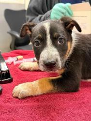 Shelter Stray Male Dog last seen Near BLOCK ALDER ST, PERRIS CA 92570, 6851 Van Buren Boulevard, Jurupa Valley, CA 92509, USA