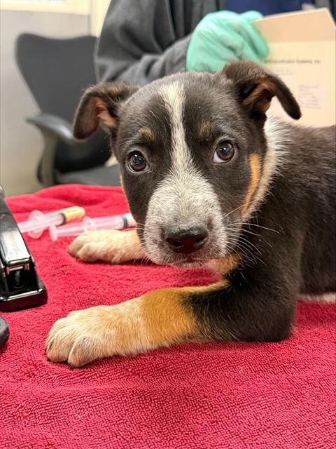Shelter Stray Male Dog last seen Near BLOCK ALDER ST, PERRIS CA 92570, 6851 Van Buren Boulevard, Jurupa Valley, CA 92509, USA