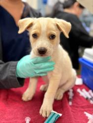 Shelter Stray Female Dog last seen Near BLOCK ALDER ST, PERRIS CA 92570, 6851 Van Buren Boulevard, Jurupa Valley, CA 92509, USA