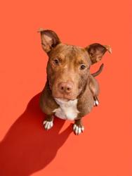 Shelter Stray Male Dog last seen 10TH AND WILSON ST, 2020 Forest St, Jacksonville, FL 32204, USA