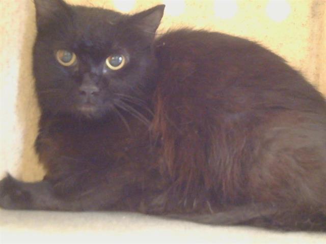 Shelter Stray Female Cat last seen OLD WINERY PLACE/FOLSOM, 3839 Bradshaw Rd, Sacramento, CA 95827, USA