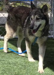 Shelter Stray Female Dog last seen , 1850 W 60th St, Los Angeles, CA 90047, USA