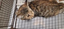 Shelter Stray Female Cat last seen , 1850 W 60th St, Los Angeles, CA 90047, USA