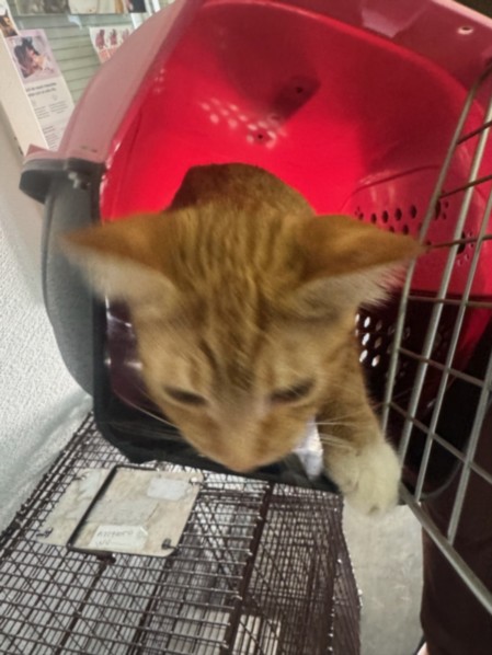 Shelter Stray Female Cat last seen , 1850 W 60th St, Los Angeles, CA 90047, USA