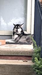 Found/Stray Unknown Dog last seen Warren and bremmel, Detroit, MI 48239
