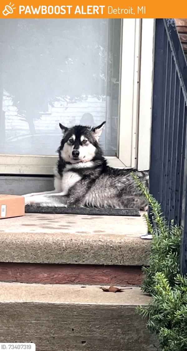 Found/Stray Unknown Dog last seen Warren and bremmel, Detroit, MI 48239