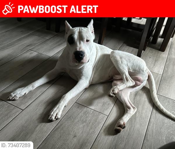 Lost Male Dog last seen Near Ave and 326th Street, Miami-Dade County, FL 33030