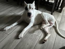 Lost Male Dog last seen Near Ave and 326th Street, Miami-Dade County, FL 33030