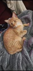 Lost Female Cat last seen Near Lattimore Road, Ferndale, WA 98248