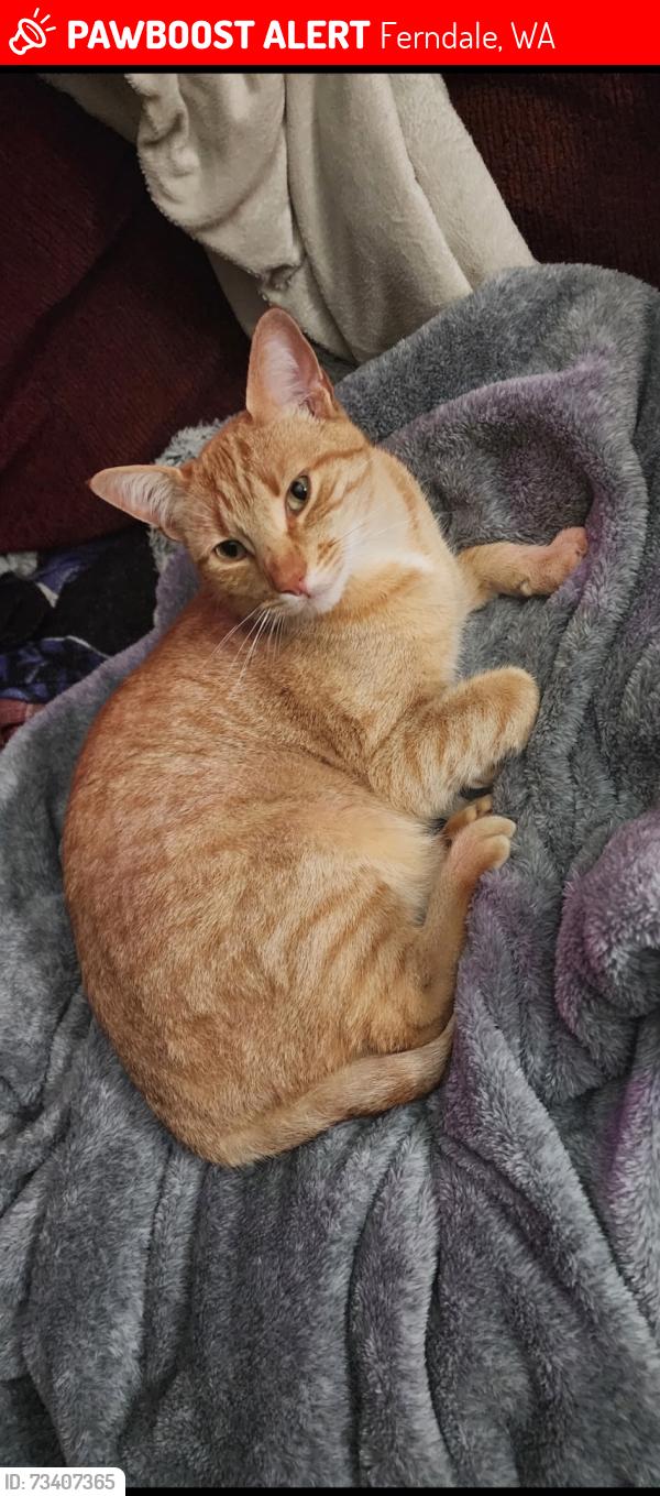 Lost Female Cat last seen Near Lattimore Road, Ferndale, WA 98248