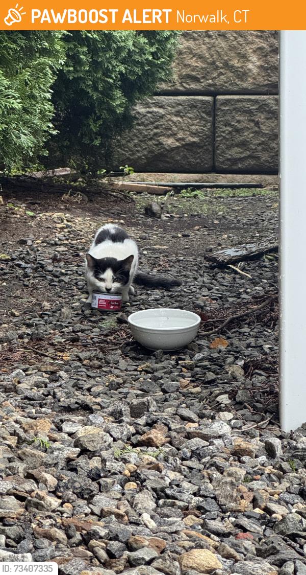Found/Stray Unknown Cat last seen Aitoro Appliances, Norwalk, CT 06851