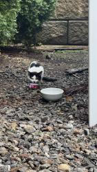 Found/Stray Unknown Cat last seen Aitoro Appliances, Norwalk, CT 06851