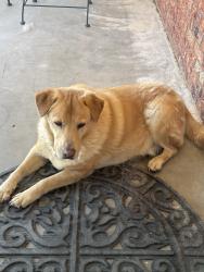 Found/Stray Male Dog last seen Unser & Paradise, Albuquerque, NM 87114