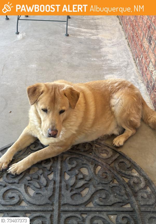 Found/Stray Male Dog last seen Unser & Paradise, Albuquerque, NM 87114