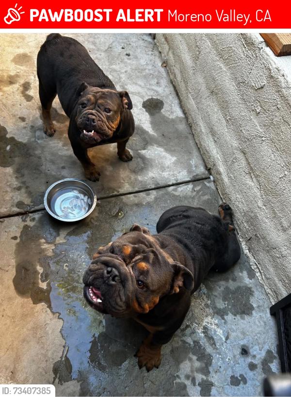 Lost Male Dog last seen Mendoza, Moreno Valley, CA 92557