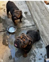 Lost Male Dog last seen Mendoza, Moreno Valley, CA 92557
