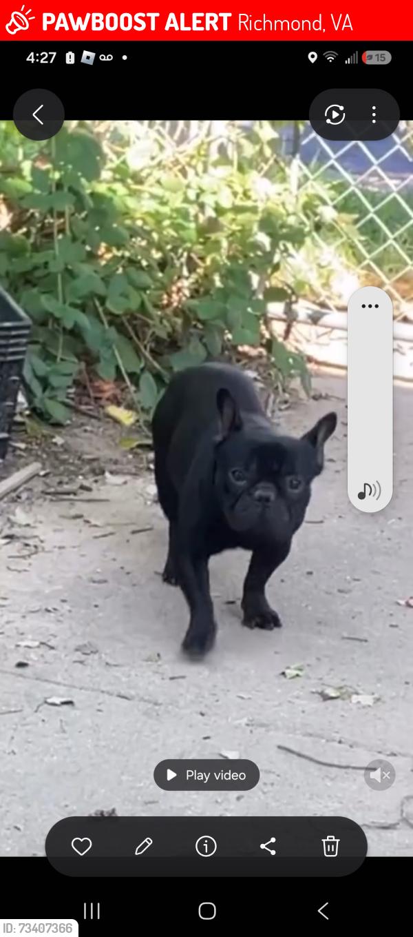 Lost Male Dog last seen Overlook Ave, Richmond, VA 23224