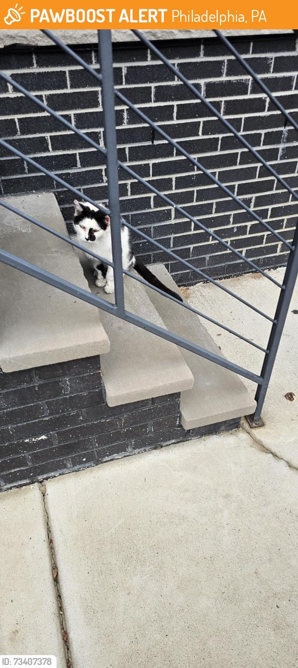 Found/Stray Unknown Cat last seen York & Mascher, Philadelphia, PA 19133