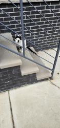 Found/Stray Unknown Cat last seen York & Mascher, Philadelphia, PA 19133