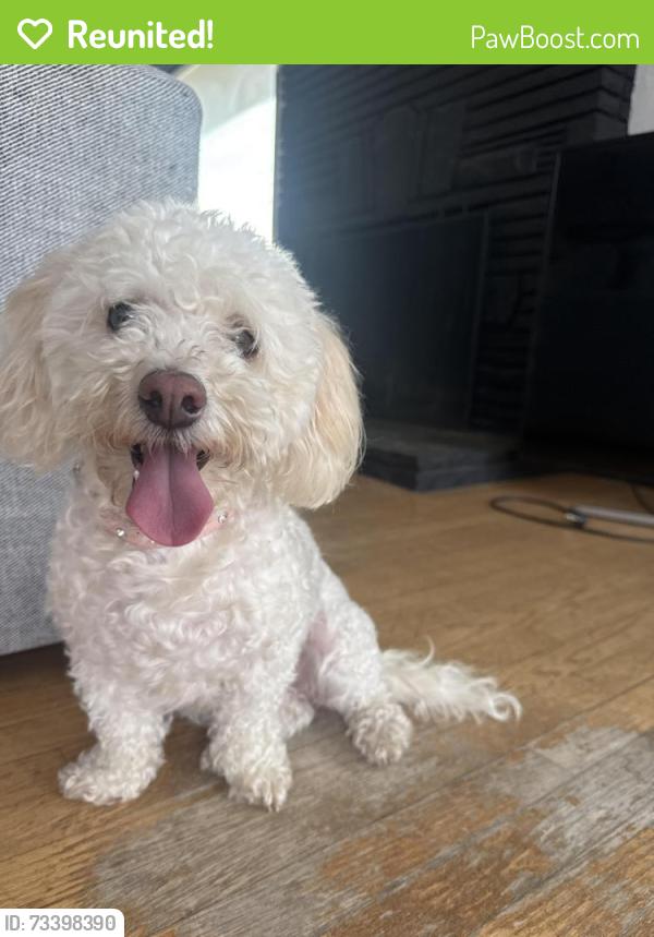Reunited Female Dog last seen Running circles around Mira Flores, Las Flores, and Olvera Ave, San Diego, CA 92114