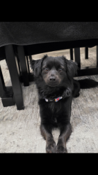 Lost Male Dog last seen Capitol flea market, San Jose, CA 95112