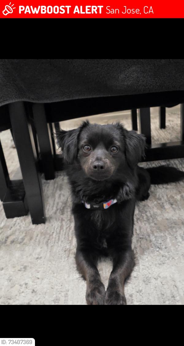 Lost Male Dog last seen Capitol flea market, San Jose, CA 95112