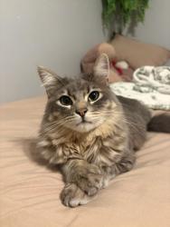 Lost Male Cat last seen North Street and Dodson Street corner, Somis, CA 93066