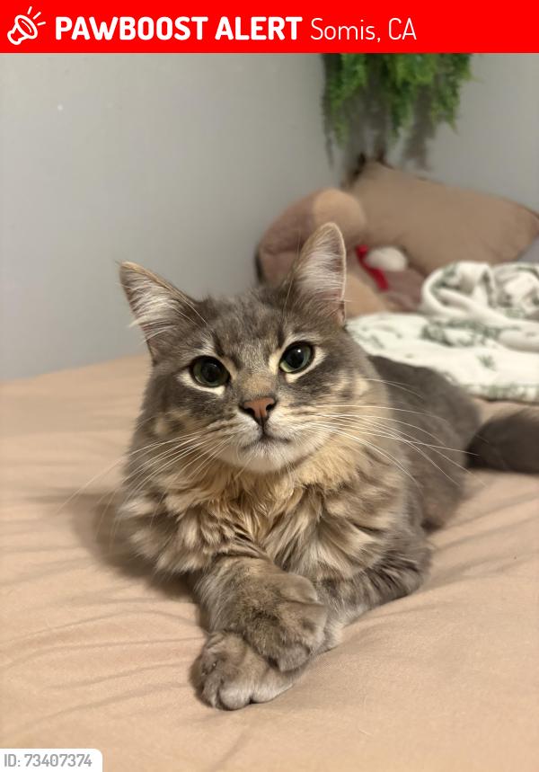 Lost Male Cat last seen North Street and Dodson Street corner, Somis, CA 93066