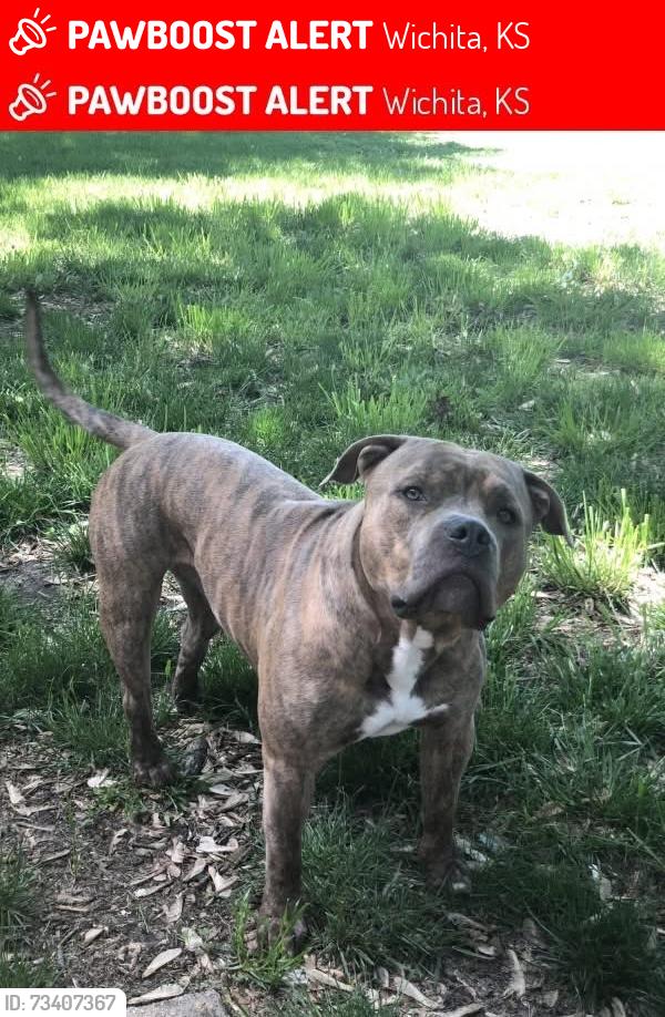 Lost Male Dog last seen Pawnee & Meridian, Wichita, KS 67217