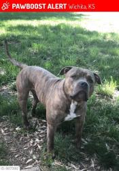 Lost Male Dog last seen Pawnee & Meridian, Wichita, KS 67217