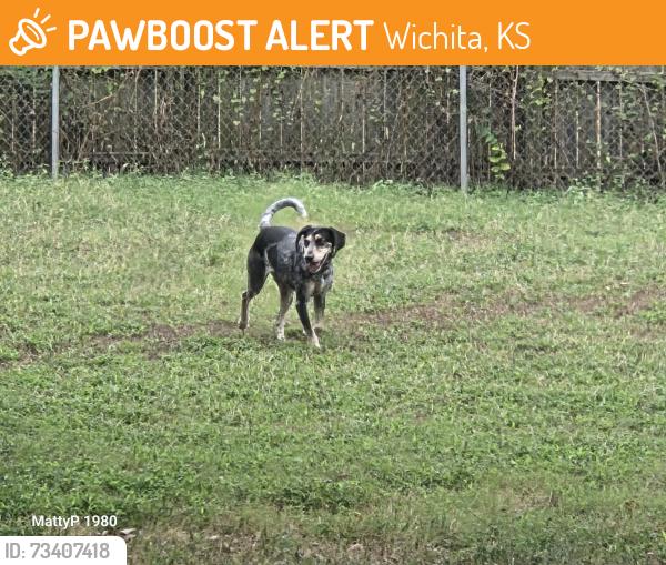 Found/Stray Unknown Dog last seen 29th and Amidon, Wichita, KS 67204