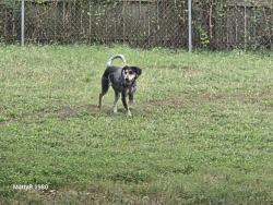 Found/Stray Unknown Dog last seen 29th and Amidon, Wichita, KS 67204