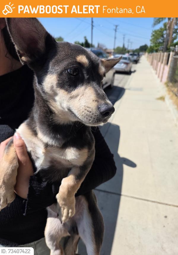 Found/Stray Male Dog last seen Near Oleander and Mallory Dr., Fontana, CA 92334