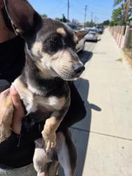 Found/Stray Male Dog last seen Near Oleander and Mallory Dr., Fontana, CA 92334