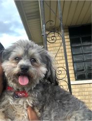 Lost Female Dog last seen Linwood st baseball field, Detroit, MI 48206