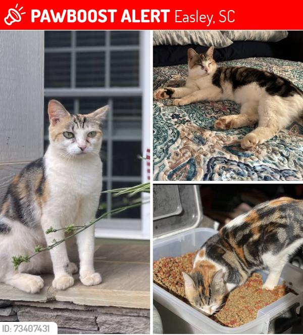 Lost Female Cat last seen Hendricks Rd and Hamlin Rd, Easley, SC 29642