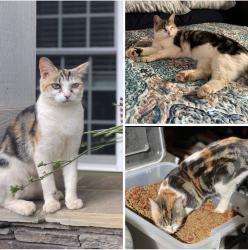 Lost Female Cat last seen Hendricks Rd and Hamlin Rd, Easley, SC 29642