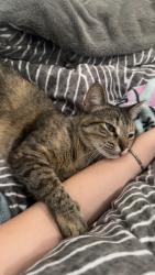 Lost Female Cat last seen Near Southland Ct, Baton Rouge, LA 70810