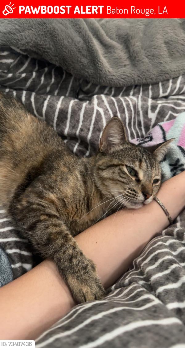 Lost Female Cat last seen Near Southland Ct, Baton Rouge, LA 70810